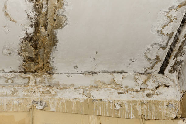 Trusted Odell, OR Mold Removal Experts