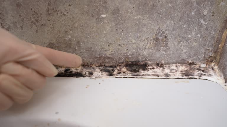 Best Comprehensive Air Testing for Mold Contaminants  in Odell, OR